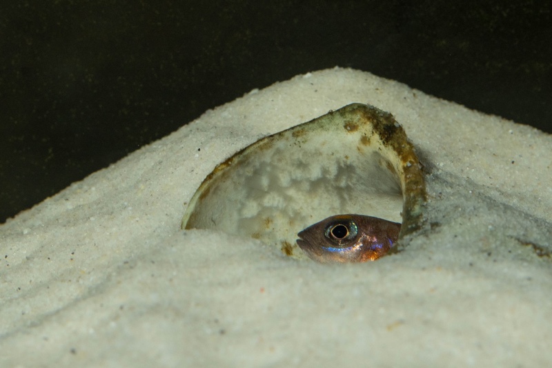 Lamprologus ornatipinnis 'Mwamgongo'
